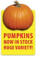 Pumpkins Now in Stock. Houge Variety!