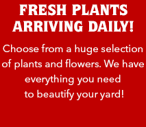 Fresh Plants Arriving Daily!