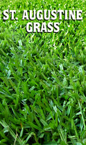 St. Augustine Grass