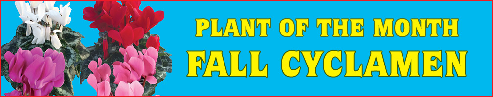Plant of the Month
