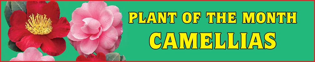 Plant of the Month