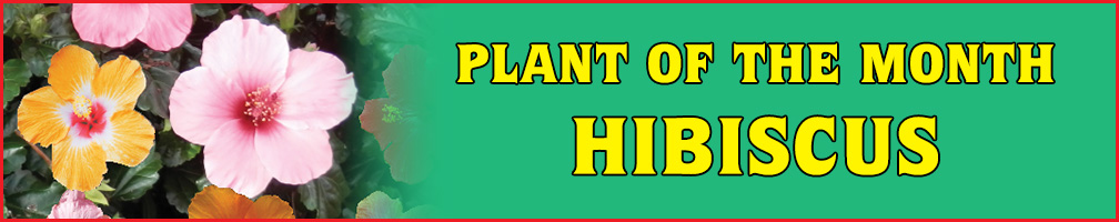 Plant of the Month