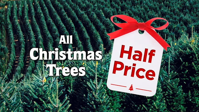 All Christmas Trees Now Half Price!